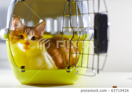Domestic cat in the cage Domestic cat in the cage 63719426