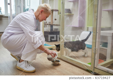 Woman feeding cats in clinic Woman feeding cats in clinic 63719427