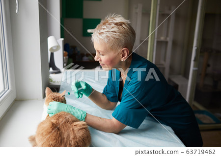 Vaccination against rabies for cat 63719462