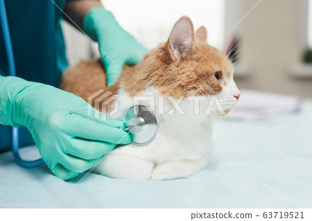 Doctor examining the pet Doctor examining the pet 63719521