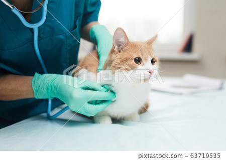 Vet examining the pet 63719535