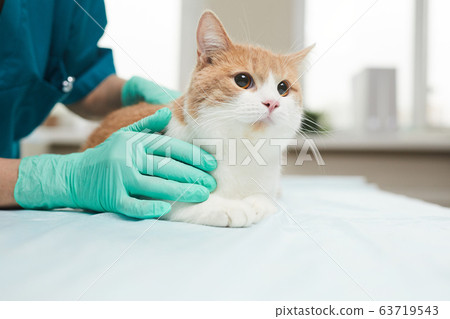 Domestic cat in clinic 63719543