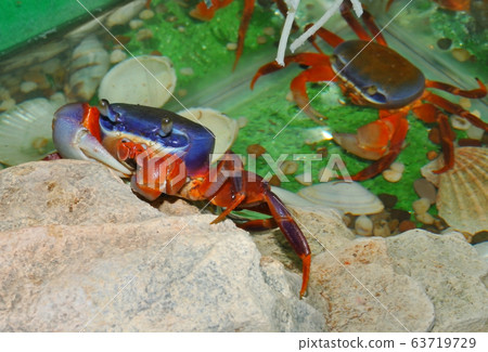 Rainbow crab (Latin. Cardisoma armatum) 63719729