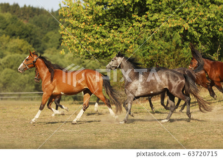 Herd of young sport horses galloping on summer 63720715