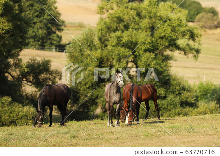 Herd of young sport horses galloping on summer 63720716