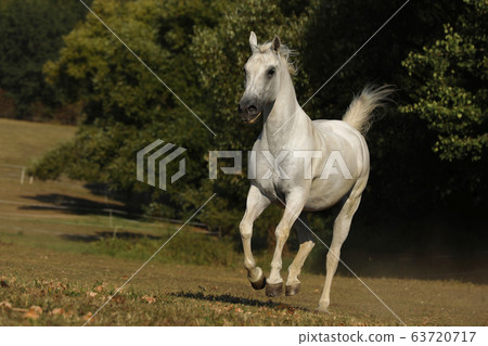 White horse galloping on meadow. Lipizzan mare on 63720717