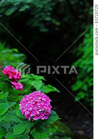 Hydrangea blooming on the path in Kamakura 63720729