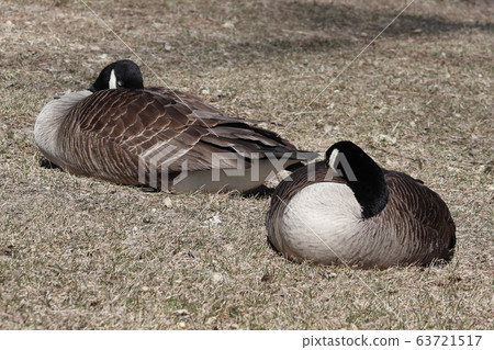 A pair of geese sitting on top of a dry grass field A pair of geese sitting on top of a dry grass field 63721517