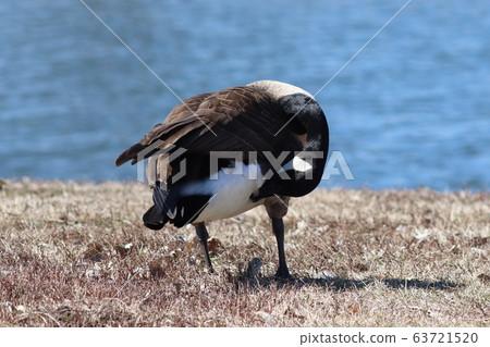 A goose standing next to a body of water A goose standing next to a body of water 63721520