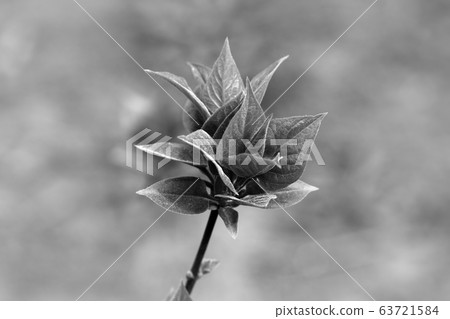 Spring twig with young leaves Spring twig with young leaves 63721584