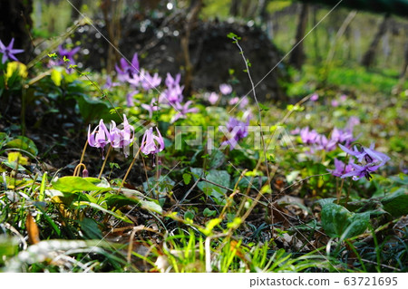 3月,村民擁有的土地佐野44小樽,萬葉自然公園片栗之裡 3月,村民擁有的土地佐野44小樽,萬葉自然公園片栗之裡 63721695
