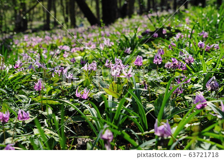 3月，位於佐野山32號的佐野村 63721718
