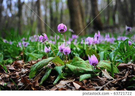 3月，宅男（31 Otaku）佐野（Sano）村擁有自己的房屋，即Katakuri no Sato的Manyo Nature Park 63721722