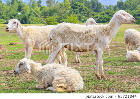 Group of white sheeps grazing on green pasture Group of white sheeps grazing on green pasture 63721844