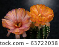 Blooming orange color flower 63722038