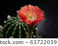 Blooming red color flower 63722039