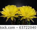 Blooming yellow color flower 63722040
