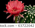 Blooming pink color flower 63722042