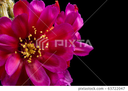 Blooming hot-pink color flower 63722047