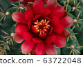Blooming red color flower 63722048