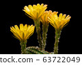 Blooming yellow color flower 63722049