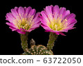 Blooming pink color flower 63722050
