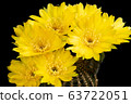 Blooming yellow color flower 63722051