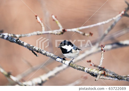 喜良鳥 喜良鳥 63722089