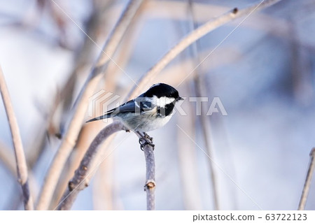 Higara bird 63722123