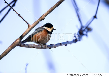 Yamagara wild bird 63722236