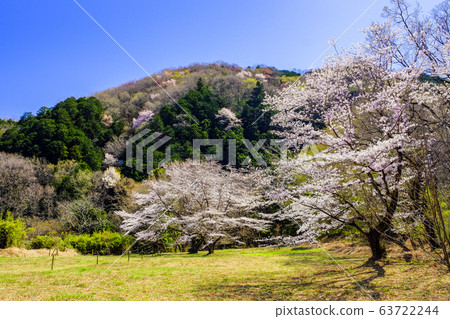 Cherry Blossom Hill 63722244