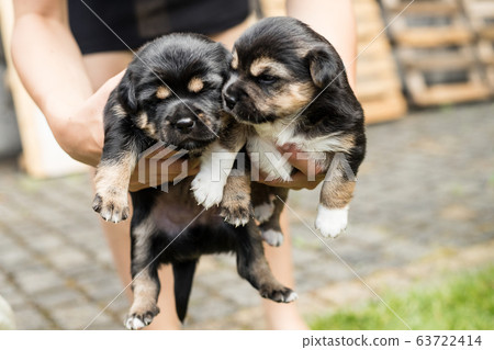 young dog portrait 63722414