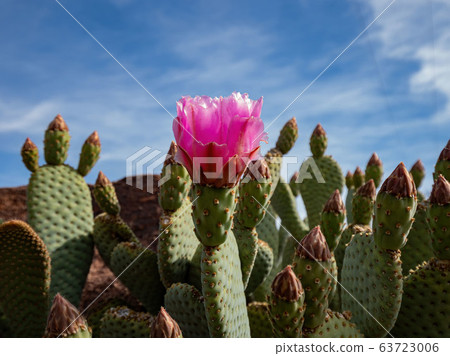 Bevavertail Cactus blossom around Historic 63723006