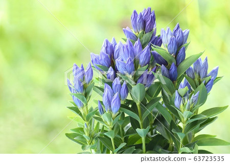 龍膽秋花藍 63723535