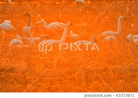 Swan Swan 63723651