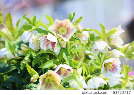Christmas rose flowers Christmas rose flowers 63723717