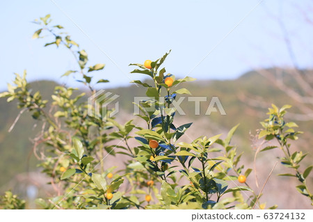 Fruit of kumquat Fruit of kumquat 63724132