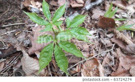 野生人參圖片 63724274