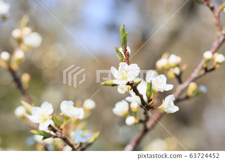 Piracaansus flowers 63724452