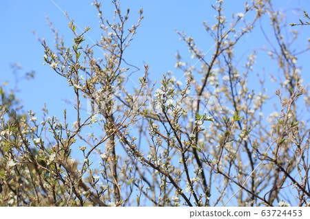 Piracaansus flowers 63724453