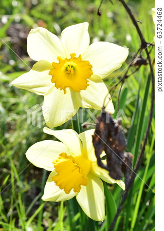 水仙花 水仙花 63724468