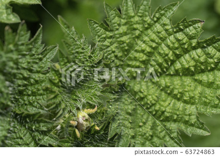 蕁麻 蕁麻 63724863