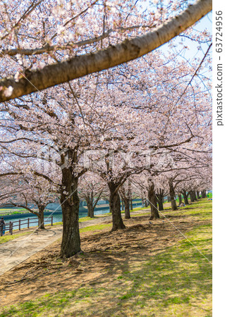 Cherry blossoms at Akabane Sakuratsutsugi in Kita-ku, Tokyo, Japan 63724956