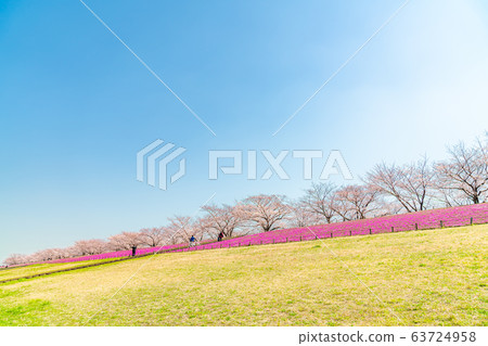 Cherry blossoms at Akabane Sakuratsutsugi in Kita-ku, Tokyo, Japan 63724958