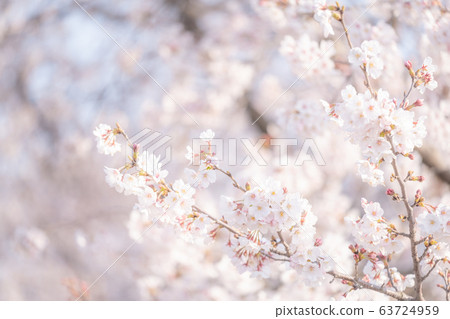 Cherry Blossoms Cherry Blossoms 63724959