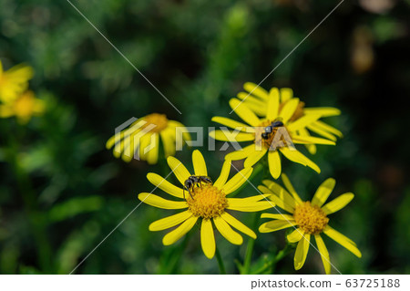Closeup shot of bee working on the chrysanthemum 63725188