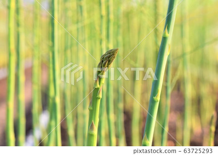 Green asparagus harvest season 63725293
