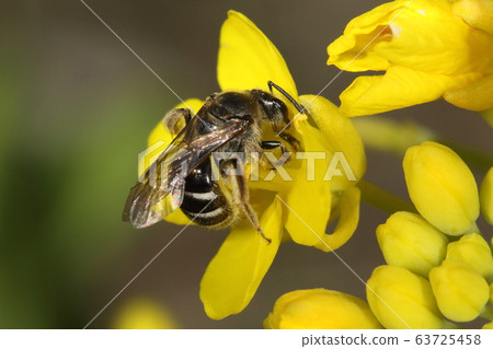 生物昆蟲Nisekiobiko蜜蜂,一種從早春開始出現的蜜蜂。尺寸7毫米 生物昆蟲Nisekiobiko蜜蜂,一種從早春開始出現的蜜蜂。尺寸7毫米 63725458