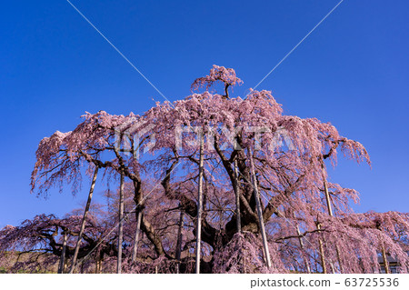 Fukushima ken Miharu Taki櫻桃 Fukushima ken Miharu Taki櫻桃 63725536