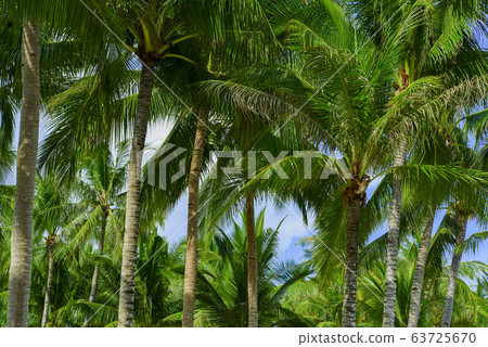 Philippine Pangolao blue sky Back palm tree 63725670